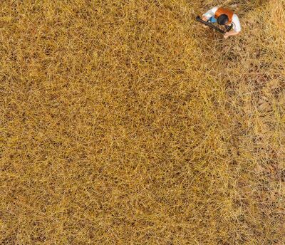 Faller H0 - 170775 - PREMIUM Streufasern Heu, 6 mm, 30 g - Artikelbild